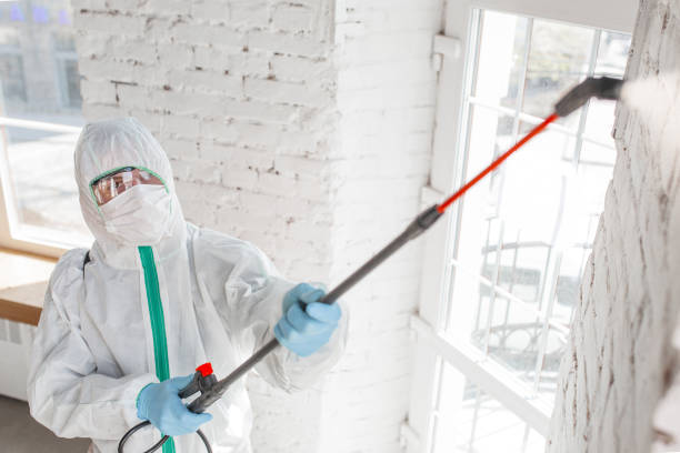 Best Health and Safety Mold Remediation in Kittanning, PA